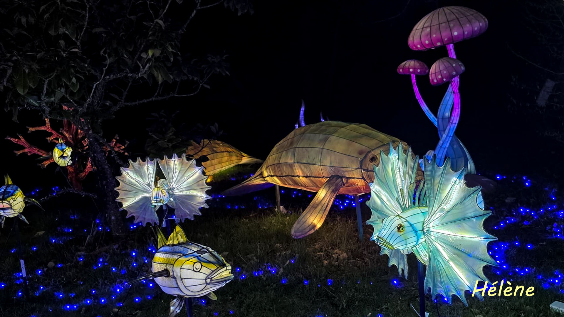 THOIRY -Illumination ,  Lumières sauvages 2025-2026